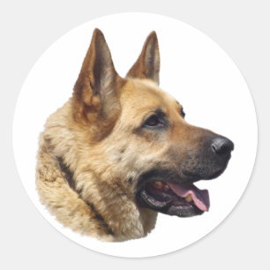 Alsatian German shepherd portrait Classic Round Sticker
