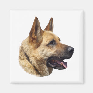 Alsatian German shepherd portrait Magnet