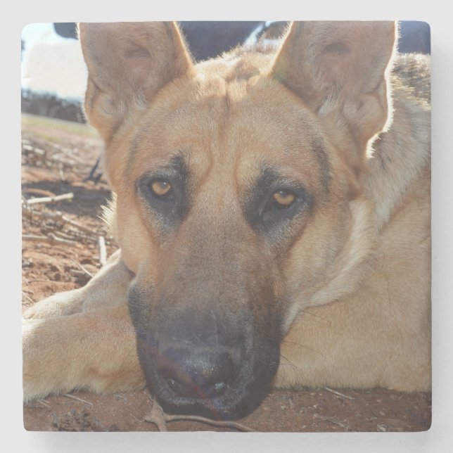 Alsatian Sleepy Entitlement,  Stone Coaster (Front)