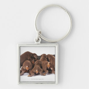 Also Doberman Pincher. Medium-sized domestic dog Key Ring