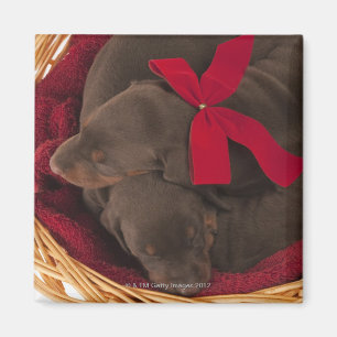 Also Doberman Pincher. Medium-sized domestic dog Magnet