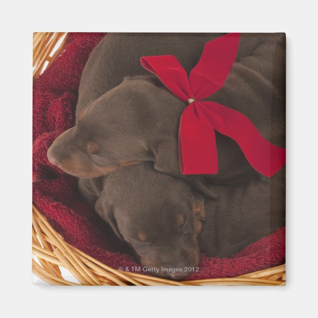 Also Doberman Pincher. Medium-sized domestic dog Magnet (Front)