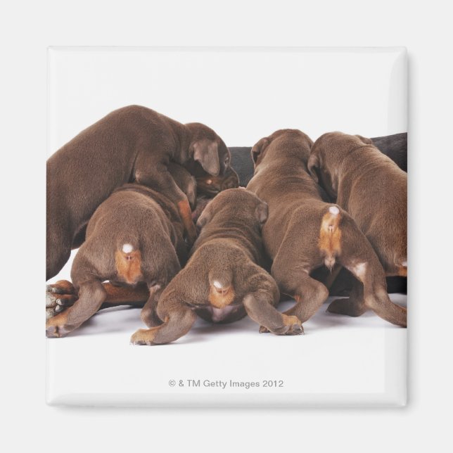 Also Doberman Pincher. Medium-sized domestic dog Magnet (Front)