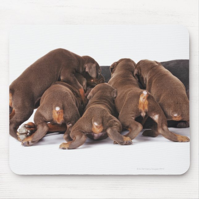 Also Doberman Pincher. Medium-sized domestic dog Mouse Pad (Front)