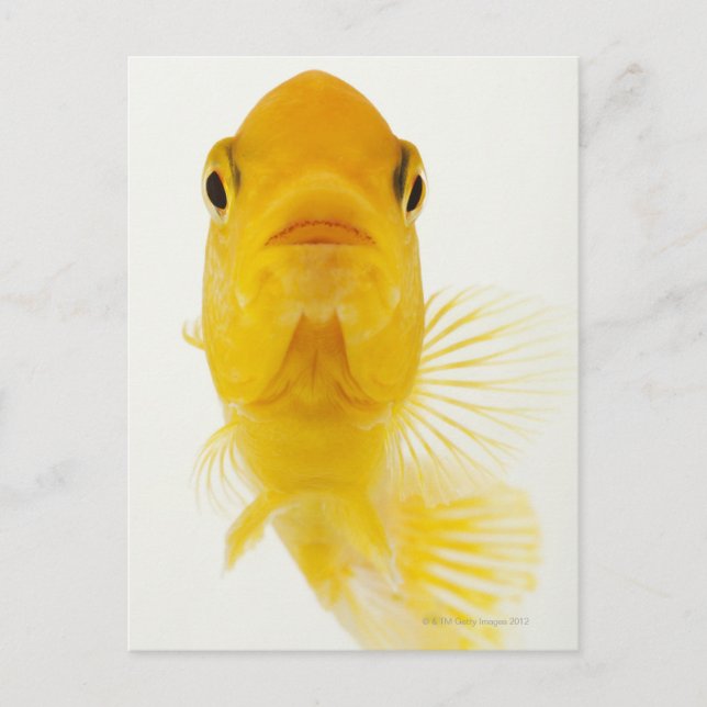 Also known as Comet-tailed goldfish. Hardy Postcard (Front)