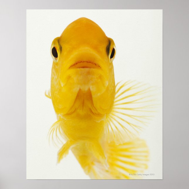 Also known as Comet-tailed goldfish. Hardy Poster (Front)