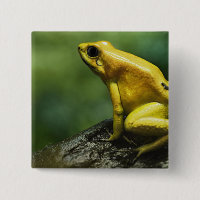 also known as Golden Dart Frog; endemic to the