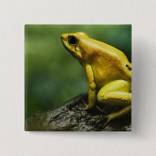 also known as Golden Dart Frog; endemic to the 15 Cm Square Badge