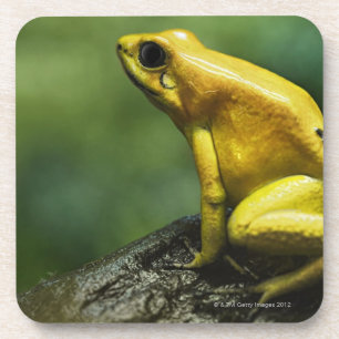 also known as Golden Dart Frog; endemic to the Coaster