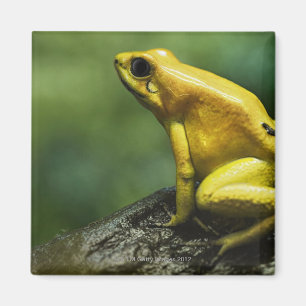 also known as Golden Dart Frog; endemic to the Magnet