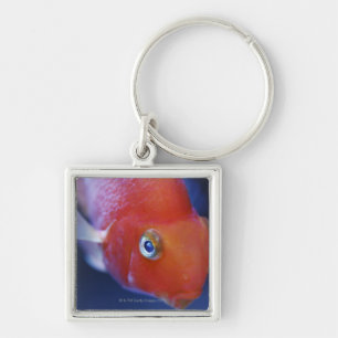 Also known as the Blood Parrot or Bloody Parrot. Key Ring