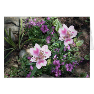 Alstroemeria Flowers