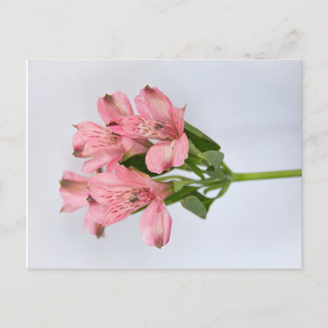 Alstroemeria Flowers Postcard (Front)