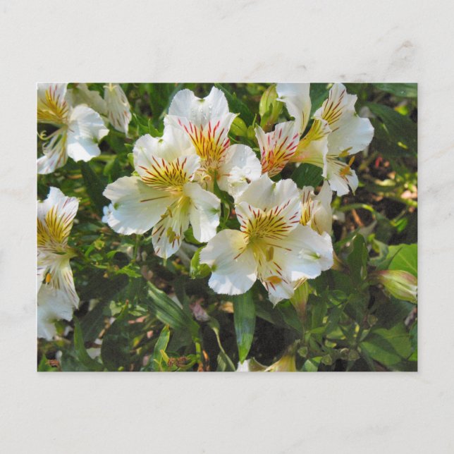 Alstroemeria flowers postcard (Front)