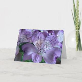 Alstroemeria Lily Blank Card