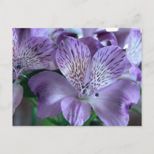 Alstroemeria Lily Postcard