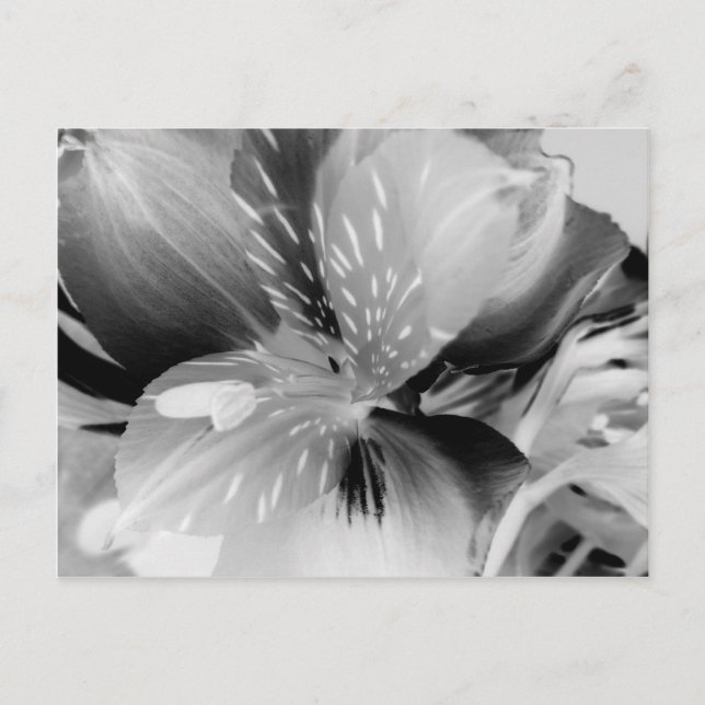 Alstroemeria Peruvian Lily Flower in Black & White Postcard (Front)