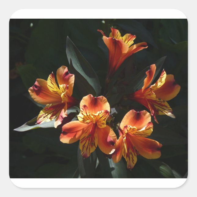 alstroemeria square sticker (Front)