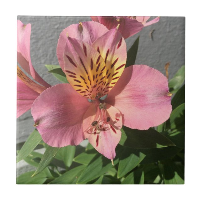 Alstroemeria Tile (Front)