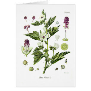 Althaea officinalis
