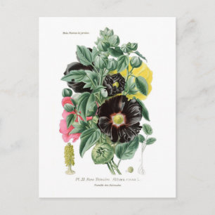 Althaea rosea (Hollyhock) Postcard