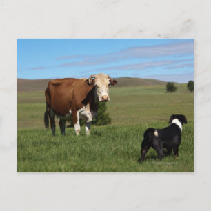 Although Cows and dogs are from different Postcard