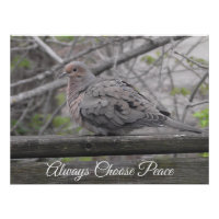 Always Choose Peace | Dove Photo
