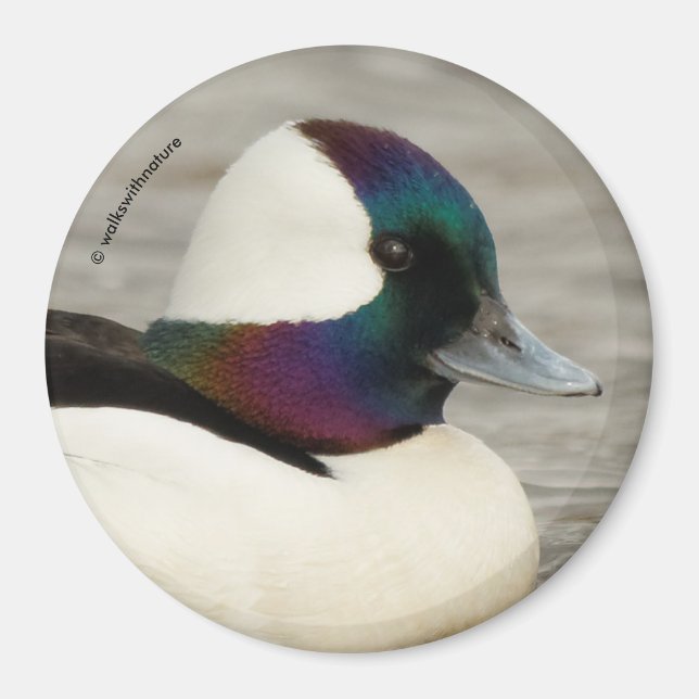 Always Dressed to Impress: A Curious Bufflehead Magnet (Front)
