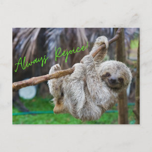 Always Rejoice hanging sloth postcard