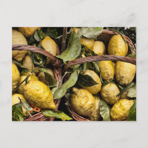 Amalfi Lemon Basket Postcard