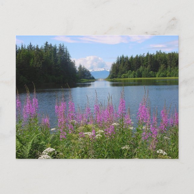 Amalga fireweed views postcard (Front)