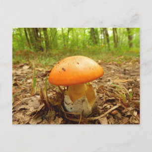 Amanita Caesarea Mushroom Postcard