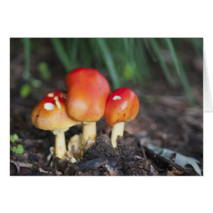 Amanita family mushroom
