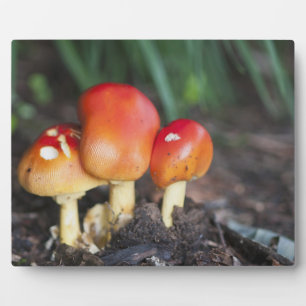 Amanita family mushroom plaque