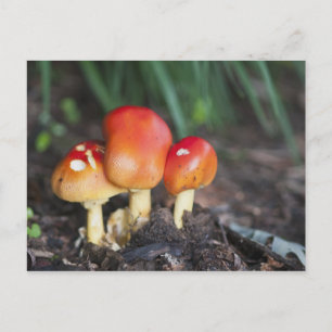 Amanita family mushroom postcard