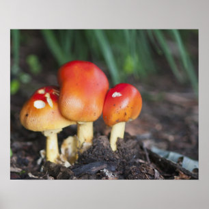 Amanita family mushroom poster