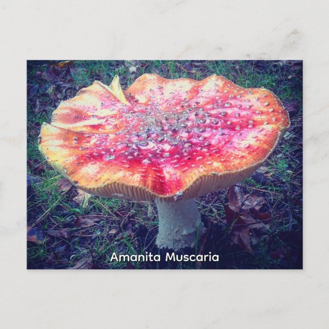 Amanita Muscaria Postcard (Front)