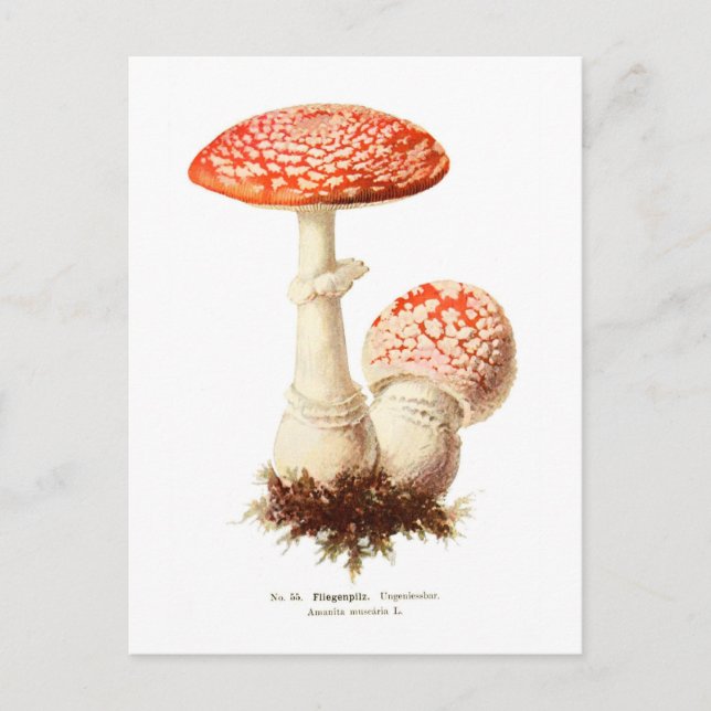 Amanita muscaria postcard (Front)