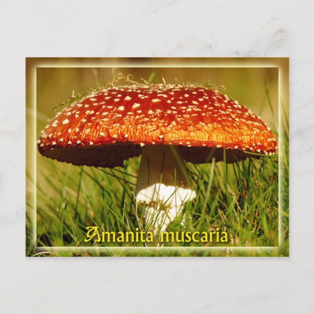 Amanita muscaria postcard (Front)