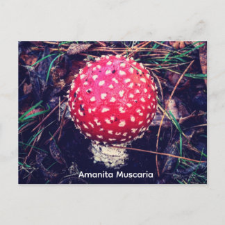 Amanita Muscaria Postcard