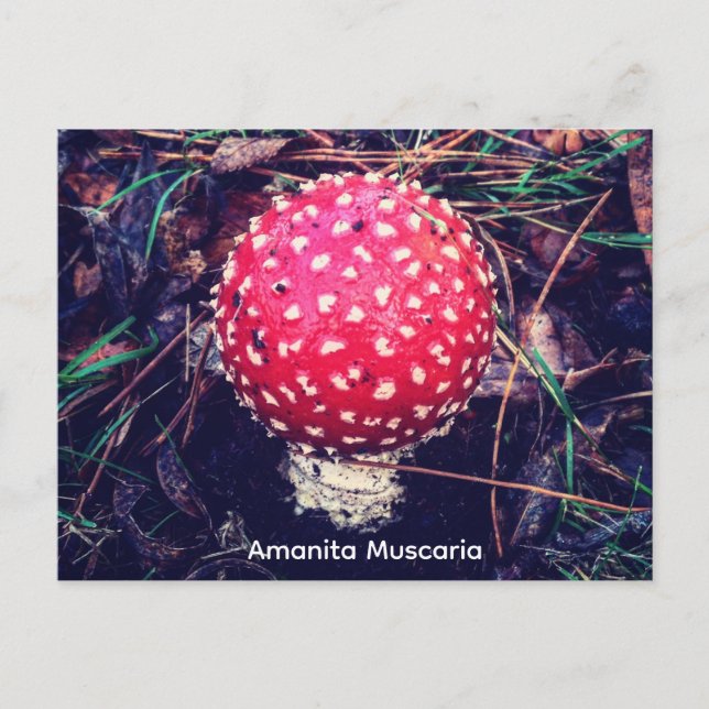 Amanita Muscaria Postcard (Front)