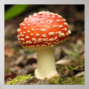 Amanita Mushroom Poster