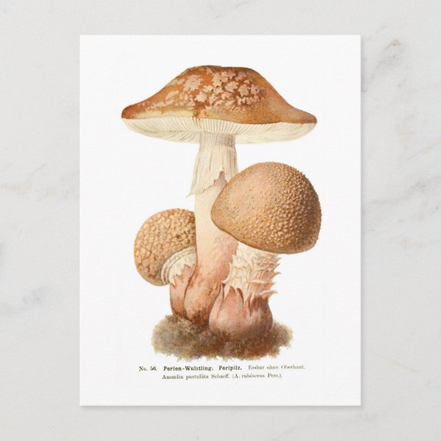 Amanita pustulata postcard (Front)