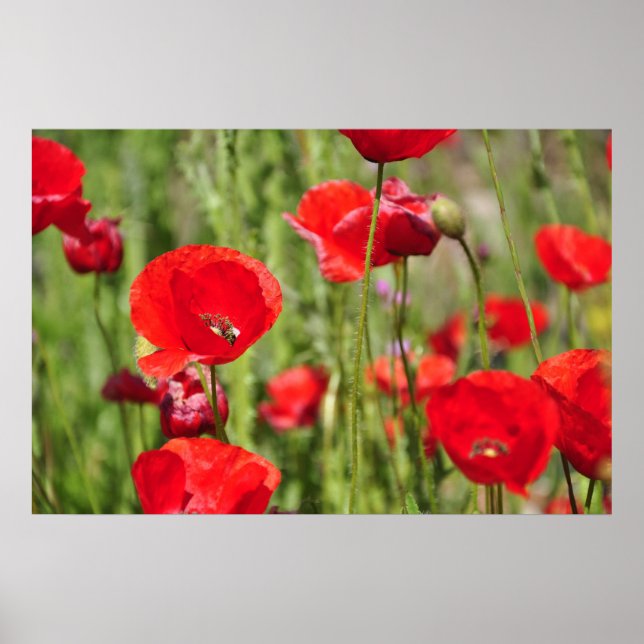 Amapolas Poster (Front)