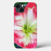 Amarilis  pink white colour gentle flower