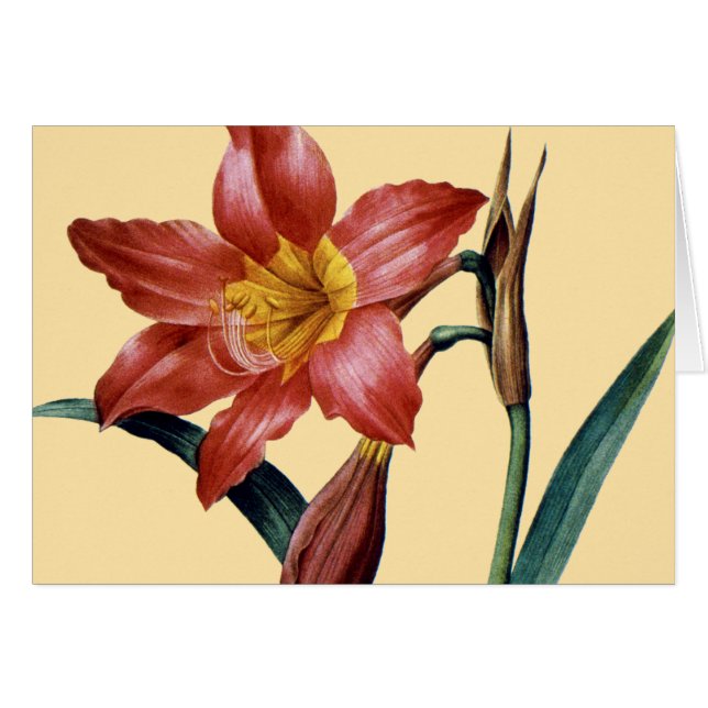 Amaryllis (Front Horizontal)