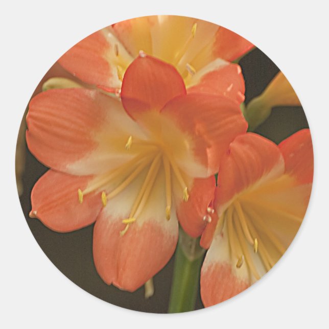 Amaryllis 2 classic round sticker (Front)