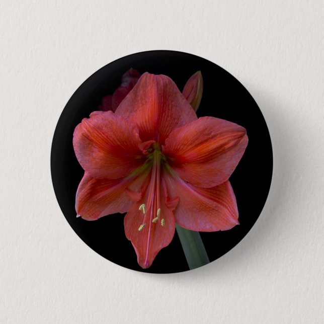 Amaryllis 6 Cm Round Badge (Front)