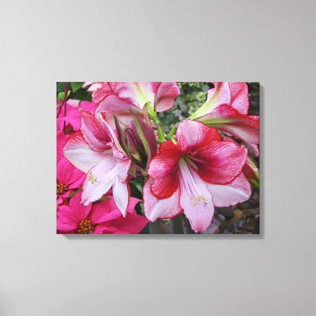 Amaryllis and Poinsettia Red Holiday Flowers Canvas Print (Front)