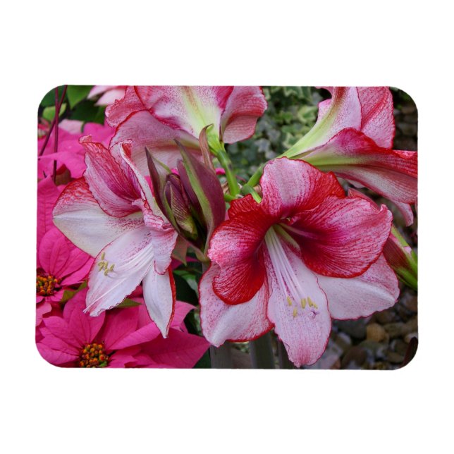 Amaryllis and Poinsettia Red Holiday Flowers Magnet (Horizontal)